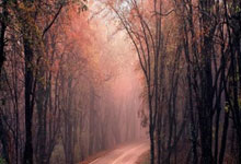 B体育官网：[国内球]协杯决赛：山东泰山VS上海海港.